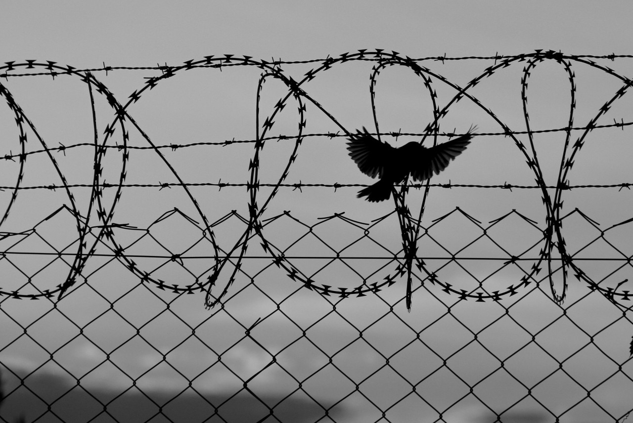 Колючая Проволока: Применение, История и Защитные Свойства